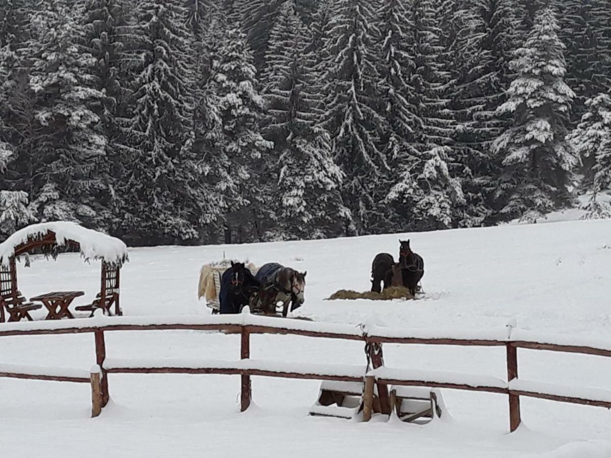 Luxury Mountain Apartment Poiana Brasov Eksteriør billede